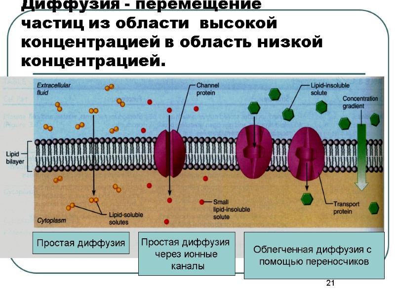 21 Диффузия - перемещение  частиц из области  высокой концентрацией в область низкой